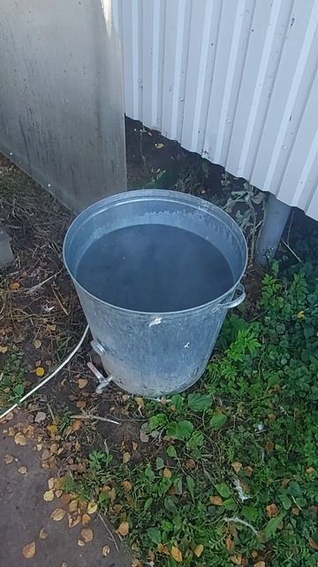 Проверка веса индюка Биг-6 - забоем! Шпарчан для птицы