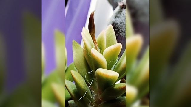 Анакомпсерос руфенс начало цветения 🌸