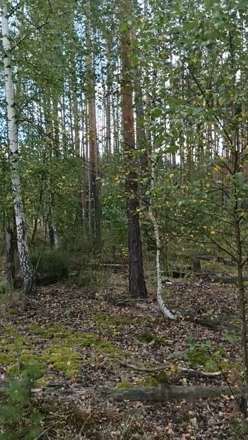 Ещё немного леса