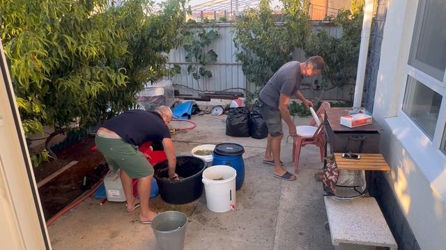 Делаю домашнее вино Шардоне. 1 этап.