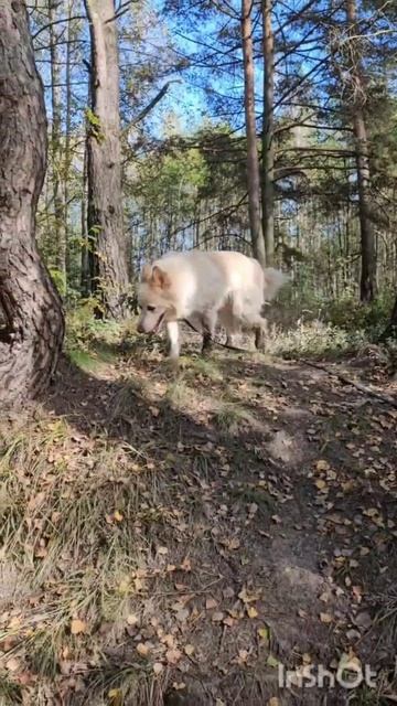 День в приюте