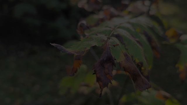 Музыка и Осень