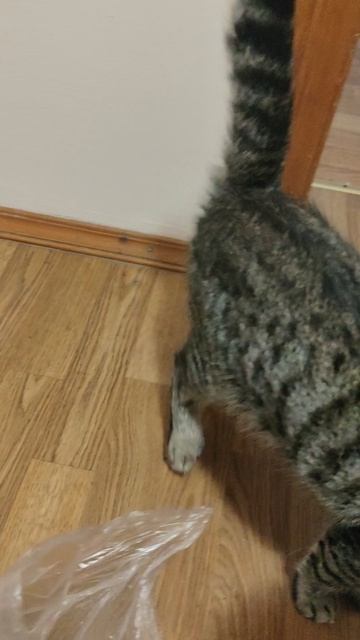 Как всегда, делюсь с Гансом хорошими новостями.