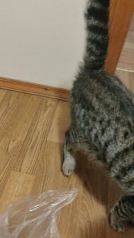 Как всегда, делюсь с Гансом хорошими новостями.