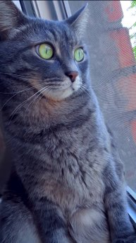 РЕМЕНЬ РЕЗИНКА. ВЕСЕЛЫЙ И ЧЕСТНЫЙ ОТЗЫВ С КОТИКОМ