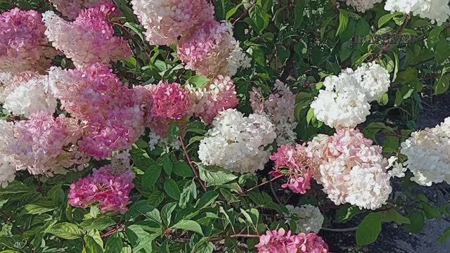 АПТЕКАРСКИЙ ОГОРОД В МОСКВЕ МГУ имени М.В. Ломоносова . Экскурсии В Москве