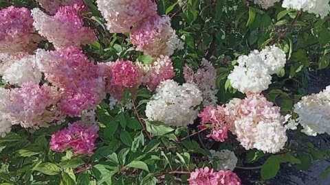 АПТЕКАРСКИЙ ОГОРОД В МОСКВЕ МГУ имени М.В. Ломоносова . Экскурсии В Москве