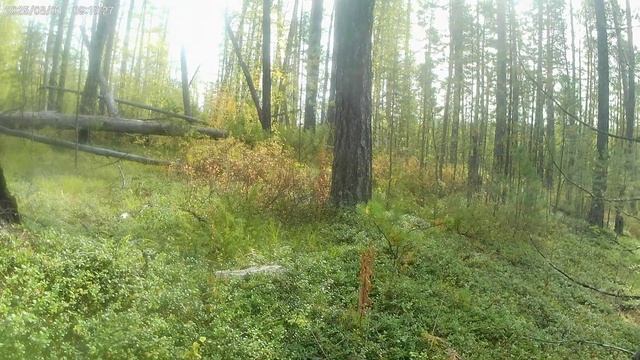 В зимовьё приходил культурный медведь.