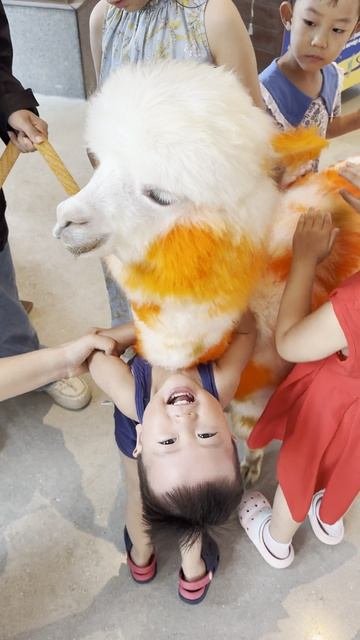 Оранжевая лама: чего только не встретишь в Китае