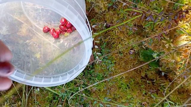 поход за клюквой