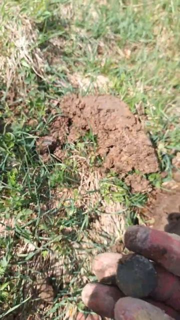 Империю взял #digger #metaldetecting #hunter #коп #поиск #metaldetector #coin #xp #история