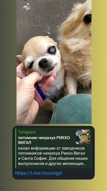 чихуахуа дш и гш