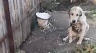 Алабайка  погибает на цепи