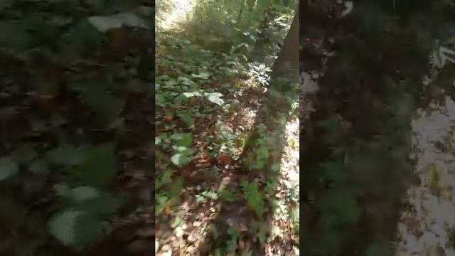в лесу за грибами
