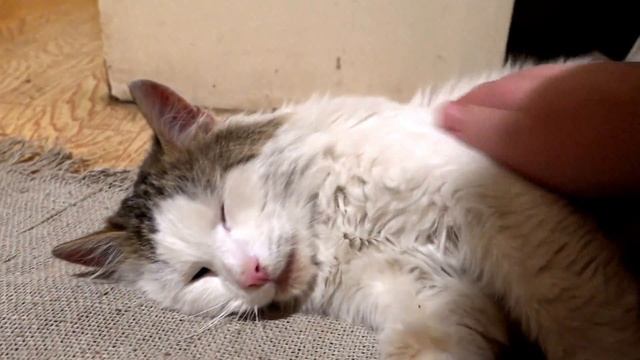 Лиза играет