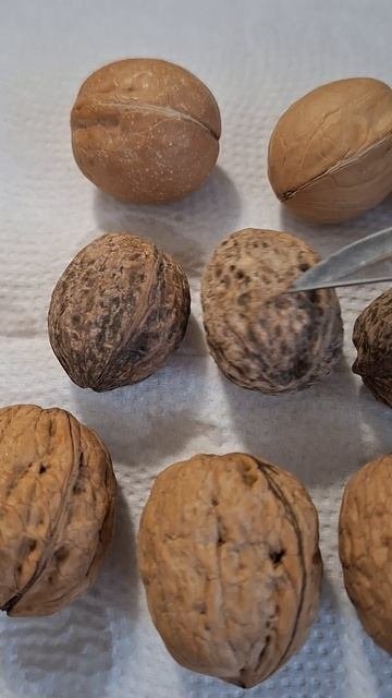 Грецкий орех. Китай, Донбасс, Чили. Какой выбрать?