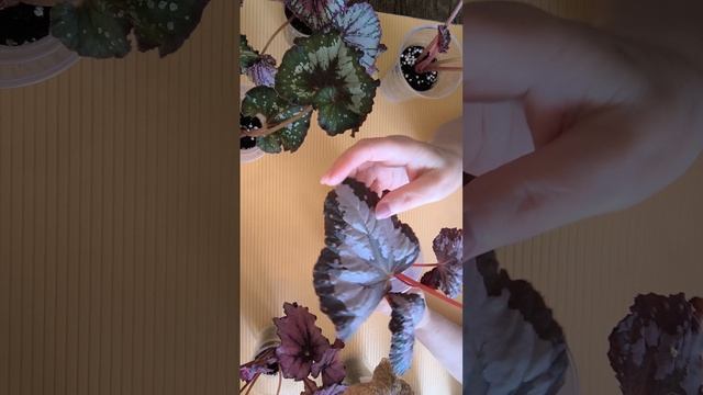 распродажа бегоний на 14.09.2025г