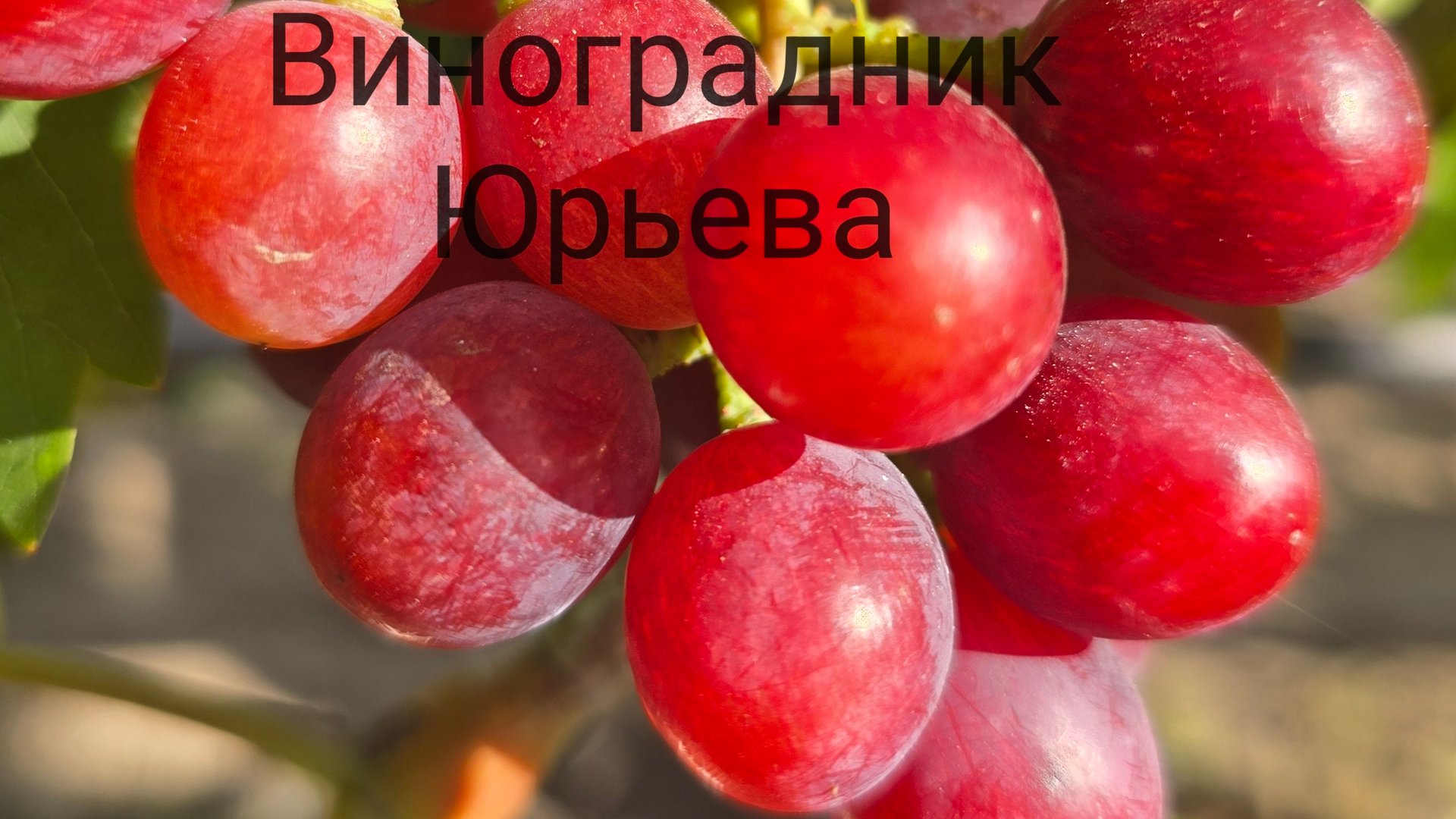 Обзор новинок кишмишей 2025