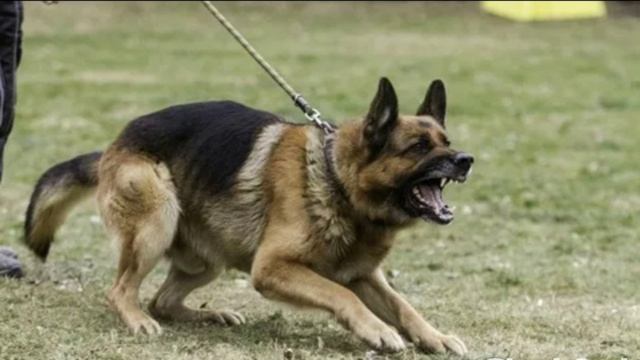 #овчарки#собаки#стеной за хозяина#мемы#картинки#фонк