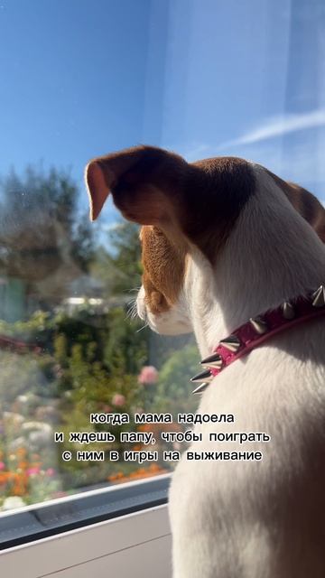 один хозяин надоел, ждем другого😆