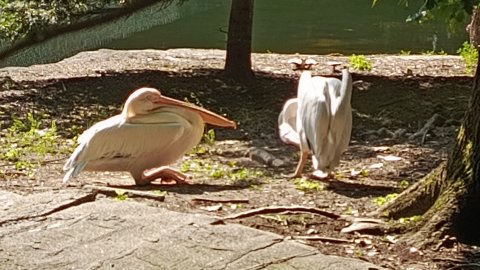 Зоопарк города Калининграда.2025 год.