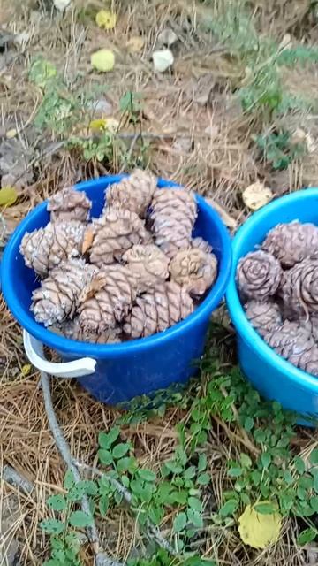 Небывалый урожай кедровых шишек.