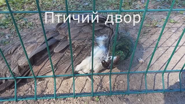 Распусти хвост, павлин! На птичьем дворе в старом Казанском Ботаническом зоосаду