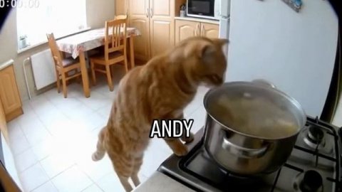 Кот шеф-повар