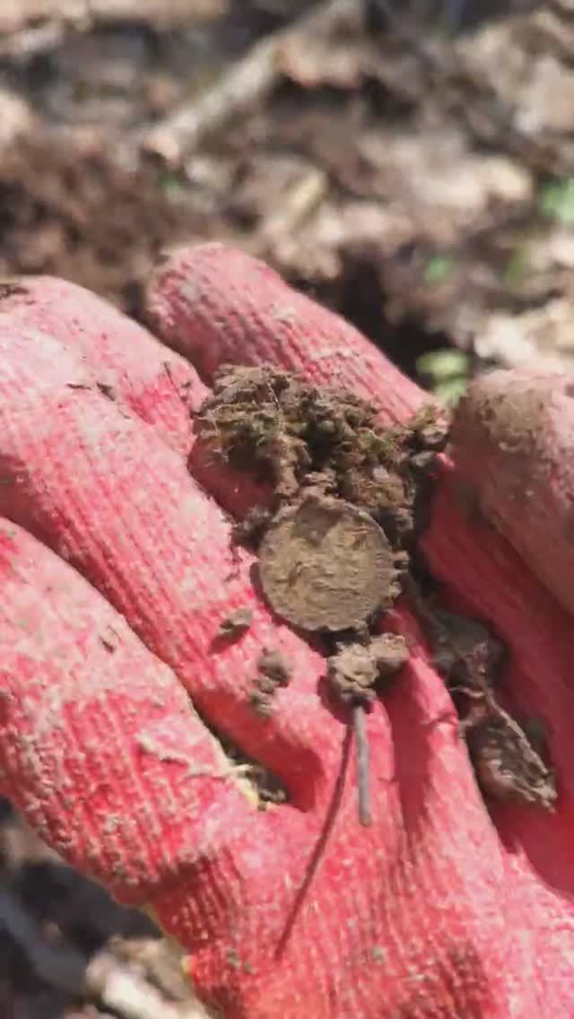 ПЕРВОЕ СЕРЕБРО #digger #metaldetecting #hunter #коп #поиск #metaldetector #xp #shorts #серебро