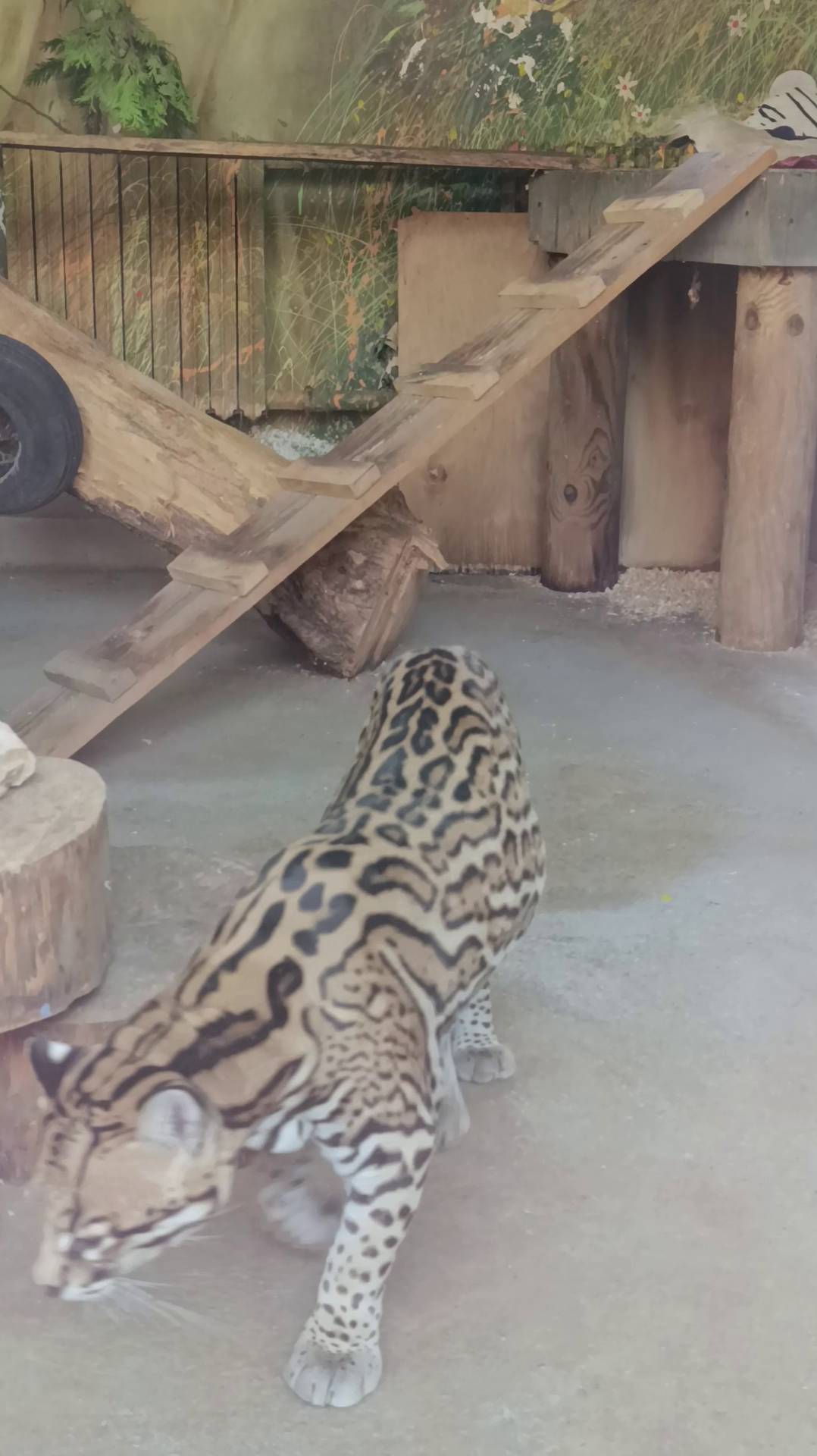 В мире животных .Выпуск 25