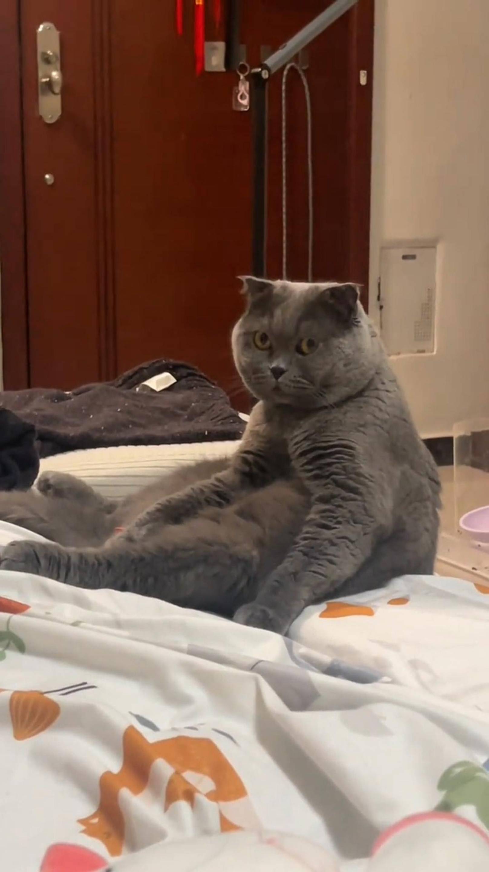 😂 БРАТАН 🙀 МНЕ ПЛОХО 😿 ОЗВУЧКА СМЕШНОГО КОТА 🔥 #говорящийкот #озвучка #угараю