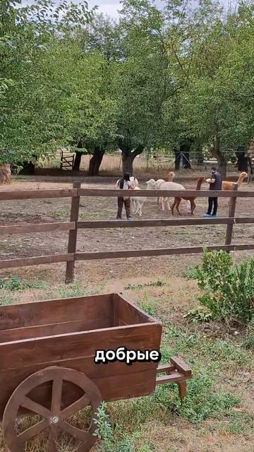 Альпаки душки