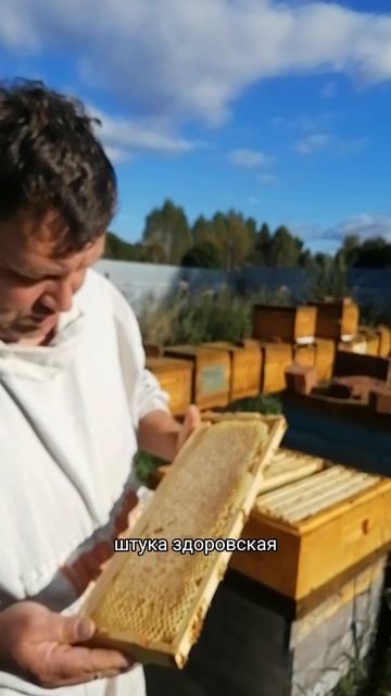 Сотовый мëд без вощины #натуральныймёд #сотовыймёд #мёдпольза #здоровоепитание #экологичныймёд
