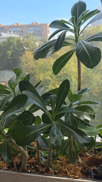 Самые неприхотливые растения дома на окошке, томаты и тамаринды и не только