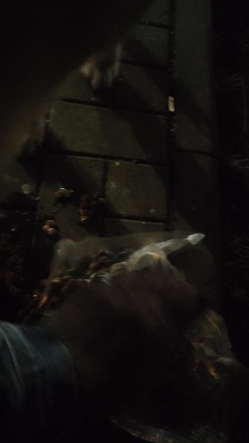 Очень шустрый рыжий друг.