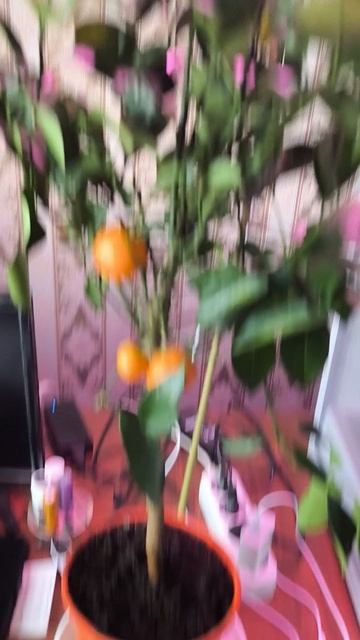 Каламондин