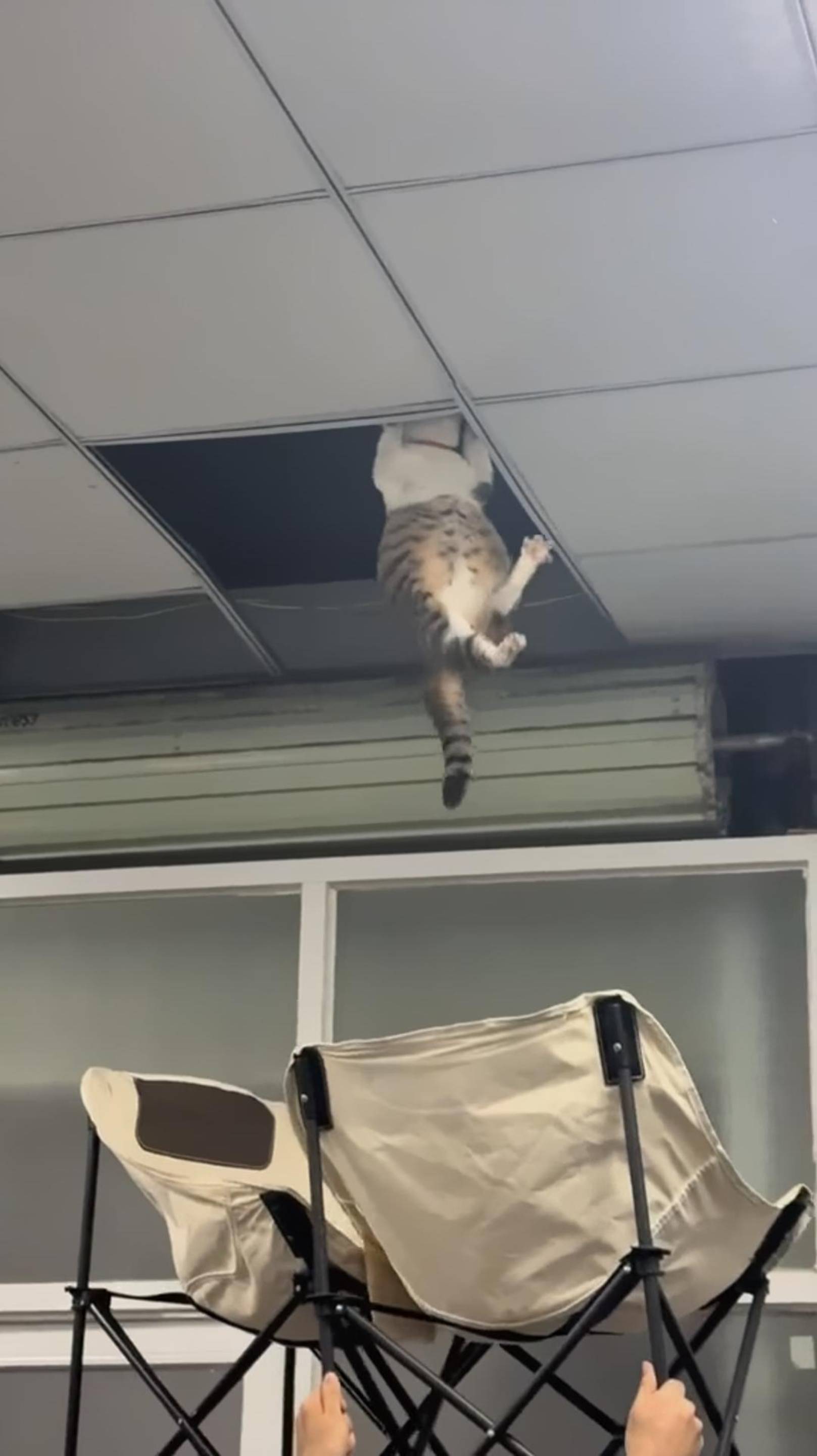 Saving A Cat 😰 Спасение кошки 🙀 #funny #cat #funnykittens #веселыекоты
