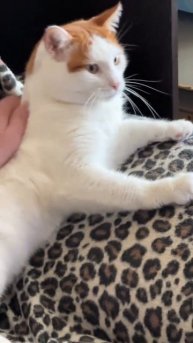 Всем доброго - Мяу дня 🐱👋, как ваше настроение? У 🐈 Кузи все отлично 👍, всем добра и сметаны 👋