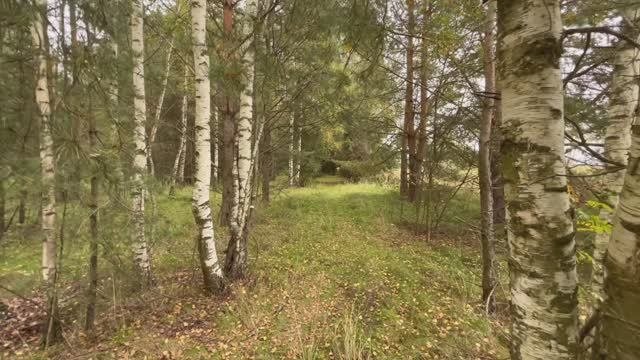 Приехали в лес с Металлоикателем !!! МУРАШКИ ПО КОЖЕ !!! от таких находок
