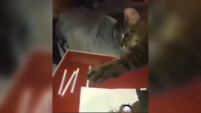смешные видео #1
