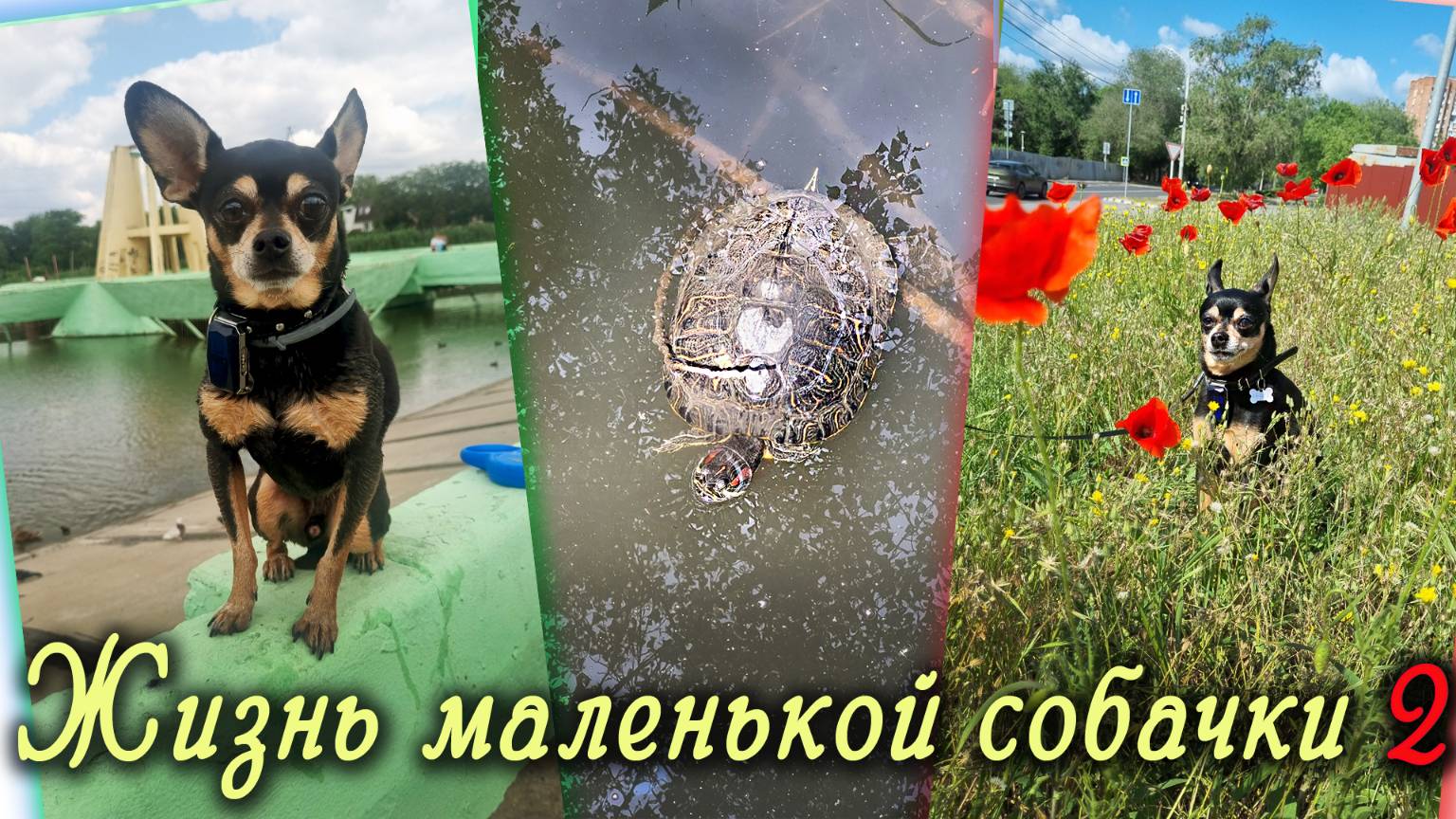 Прогулки на природе, разборки с утками и наблюдение за черепахами или уличная жизнь Тоя