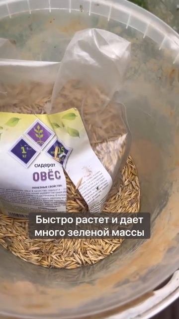МОЙ ТОП СИДЕРАТОВ ОСЕНЬЮ