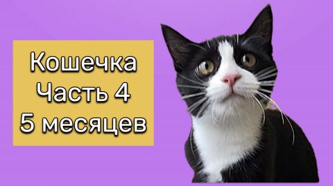 Как быстро растут котята! Нам уже 5 месяцев! Она стала такая большая! 15 сентября 2025 года.