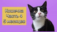 Как быстро растут котята! Нам уже 5 месяцев! Она стала такая большая! 15 сентября 2025 года.