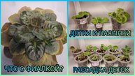 Что с фиалкой? Пересадка фиалок. Отсадка и рассадка деток.