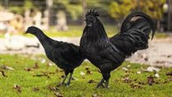 Купила ЯЙЦА САМОЙ ЧЕРНОЙ КУРИЦЫ В МИРЕ, у нее даже кости черные, это ЛАМБОРГИНИ в мире куриц😎