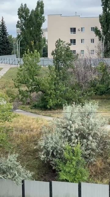 14.08.2025 Варварское уничтожение зеленых насаждений в парке Территория детства г.Саратова