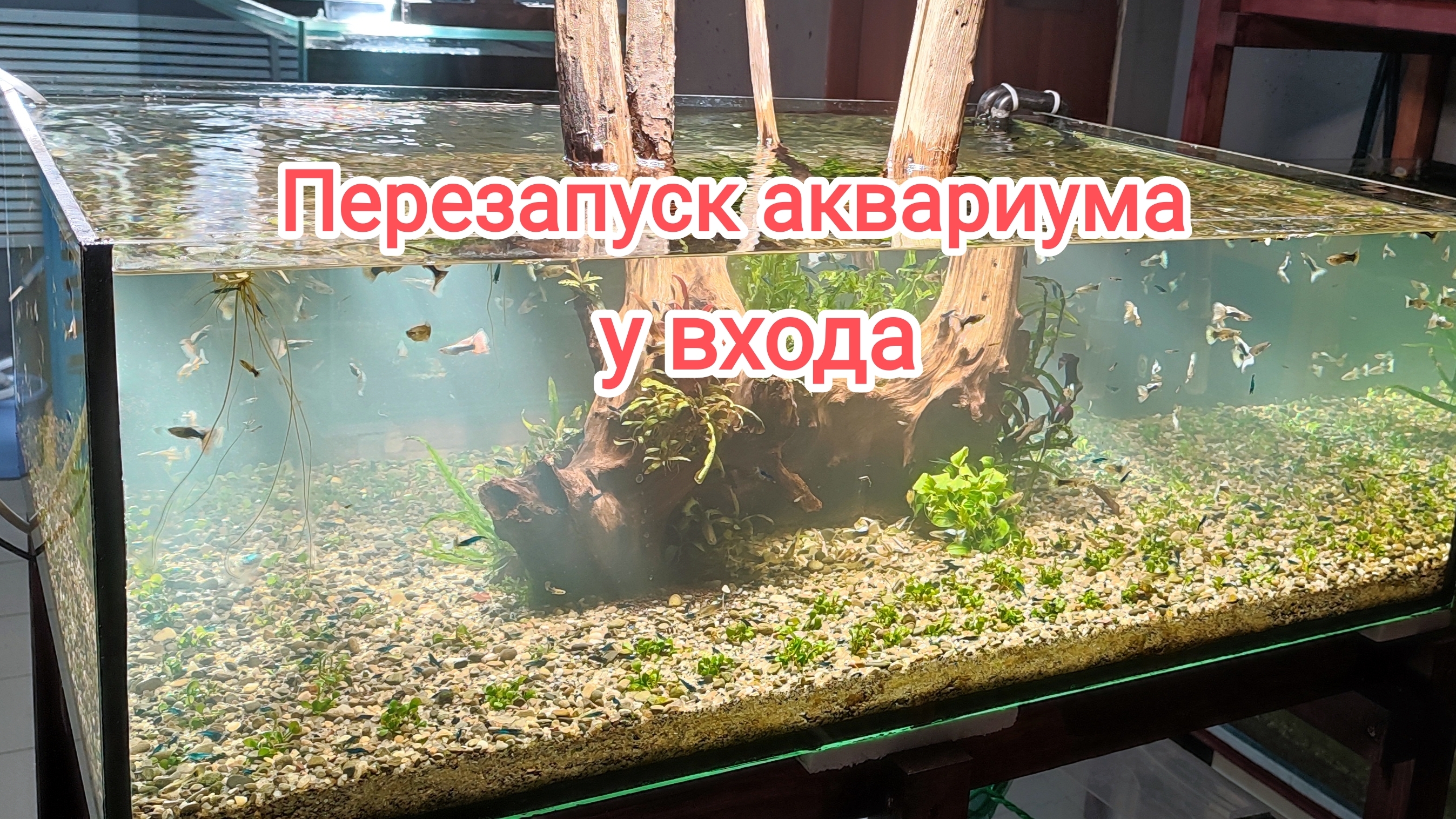 Переоформил аквариум на входе в помещение