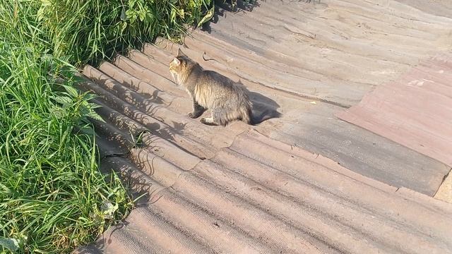 Отвлекаю кота от охоты