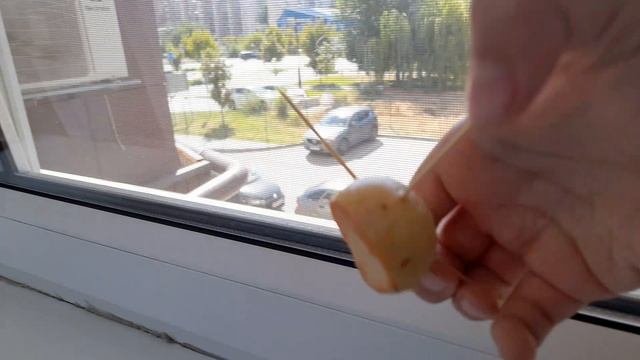  Вот и посадил своё первое авокадо!  Теперь буду наблюдать за его ростом и развитиемавокадонет